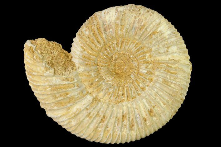 Jurassic Ammonite (Perisphinctes) Fossil - Madagascar #140397